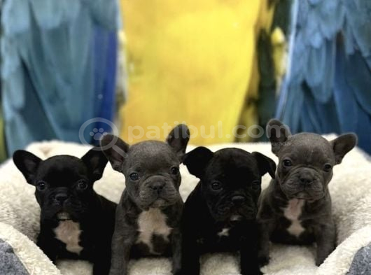 İster Blue İster Black French Bulldog Yavrular