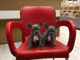 İster Blue-Ister Black French Bulldog Yavrular