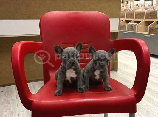 İster Blue-Ister Black French Bulldog Yavrular