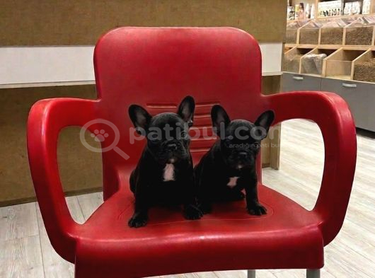 İster Blue-Ister Black French Bulldog Yavrular görsel