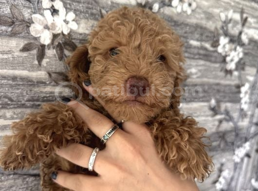 3.5 Aylık Toy Poddle Yavru görsel