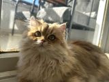 Yeni Ailesini Arıyoruz Ankara British Kedi