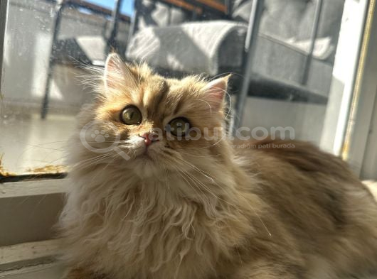 Yeni Ailesini Arıyoruz Ankara British Kedi görsel