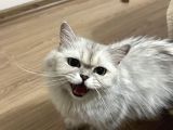 Sokağa atılan cins kedi İzmir ücretsiz