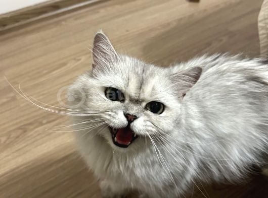 Sokağa atılan cins kedi İzmir ücretsiz