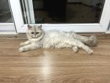 Sokağa Atılan Cins Kedi İzmir Ücretsiz
