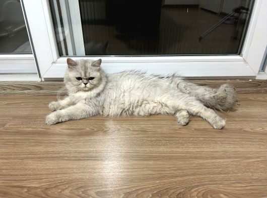 Sokağa Atılan Cins Kedi İzmir Ücretsiz görsel