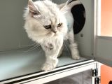 Sokağa Atılan Cins Kedi İzmir Ücretsiz
