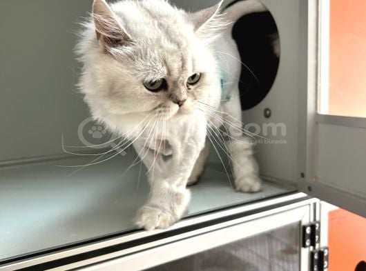 Sokağa Atılan Cins Kedi İzmir Ücretsiz görsel