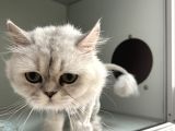 Sokağa Atılan Cins Kedi İzmir Ücretsiz