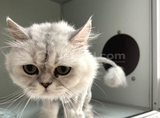 Sokağa Atılan Cins Kedi İzmir Ücretsiz görsel