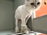 Sokağa Atılan Cins Kedi İzmir Ücretsiz