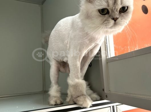 Sokağa Atılan Cins Kedi İzmir Ücretsiz görsel