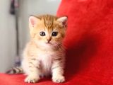 Black Golden Beitish Shorthair Sevimli Erkek