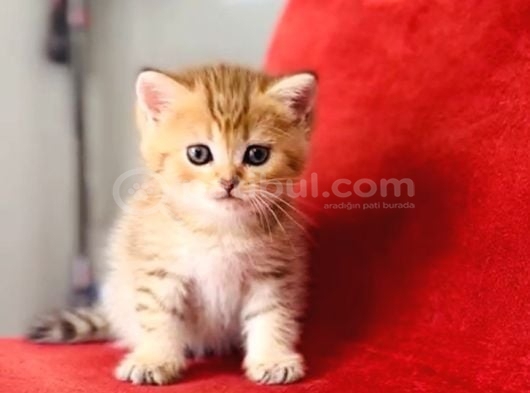 Black Golden Beitish Shorthair Sevimli Erkek görsel