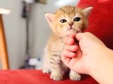 Black Golden Beitish Shorthair Sevimli Erkek