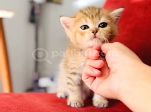 Black Golden Beitish Shorthair Sevimli Erkek görsel