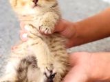 Black Golden Beitish Shorthair Sevimli Erkek