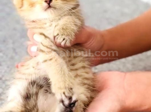 Black Golden Beitish Shorthair Sevimli Erkek görsel