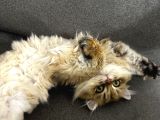 Yeni Ailesini Arıyoruz Ankara British Kedi