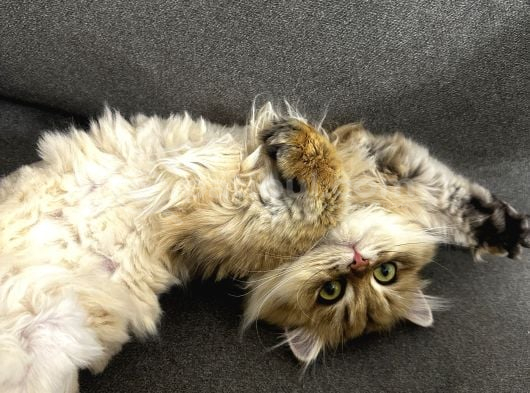 Yeni Ailesini Arıyoruz Ankara British Kedi görsel
