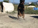 Hayali̇ni̇zdeki̇ Rottweiler Yavrusu Si̇zi̇ Bekli̇yor