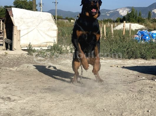 Hayali̇ni̇zdeki̇ Rottweiler Yavrusu Si̇zi̇ Bekli̇yor görsel
