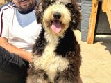 Bernedoodle Yavruları Türkiyede Tek