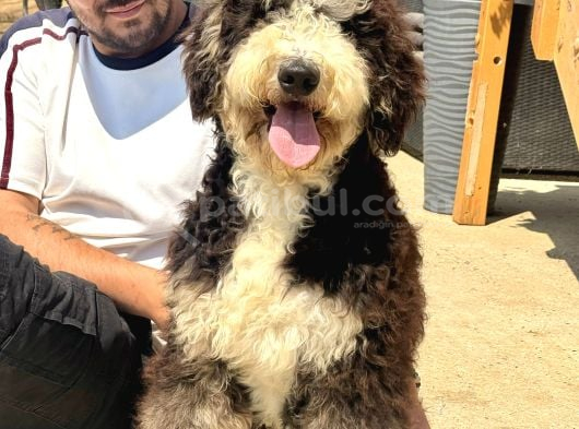 Bernedoodle Yavruları Türkiyede Tek görsel