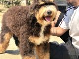 Bernedoodle Yavruları Türkiyede Tek