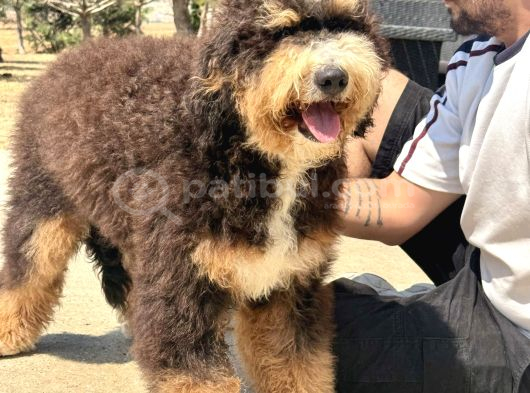 Bernedoodle Yavruları Türkiyede Tek görsel