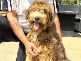 Bernedoodle Yavruları Türkiyede Tek