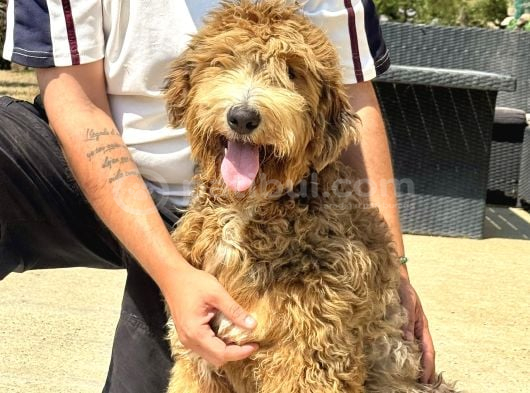 Bernedoodle Yavruları Türkiyede Tek görsel