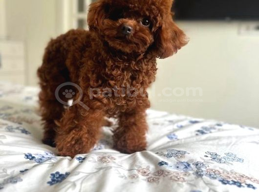 Sağlık Testi Altında Teslim Gerçek Poodle Bebekler