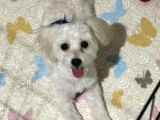 Ücretsiz Maltipoo Sahiplendirme
