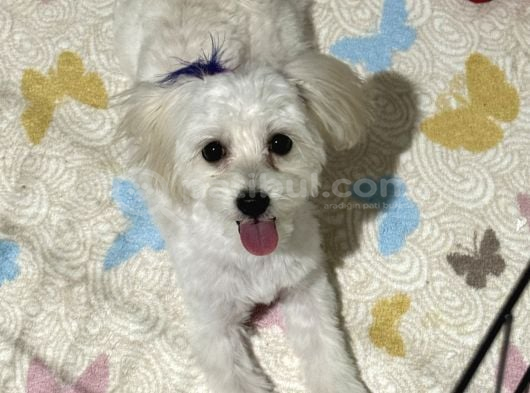 Ücretsiz Maltipoo Sahiplendirme
