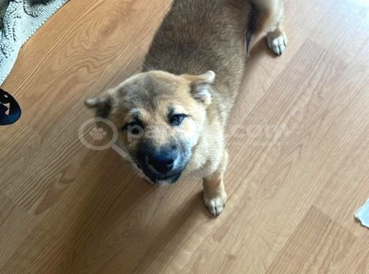 Shiba Inu 5 Aylik görsel