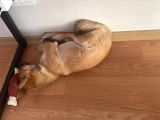 Shiba Inu 5 Aylik
