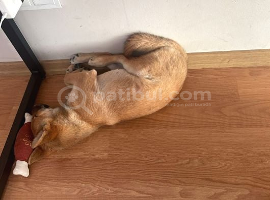 Shiba Inu 5 Aylik görsel
