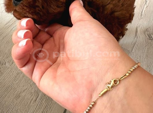 Kore Toy Poodle Yavrusu İzmir görsel