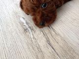 Kore Toy Poodle Yavrusu İzmir