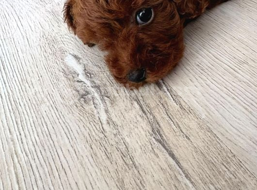 Kore Toy Poodle Yavrusu İzmir görsel