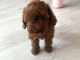 Kore Toy Poodle Yavrusu İzmir