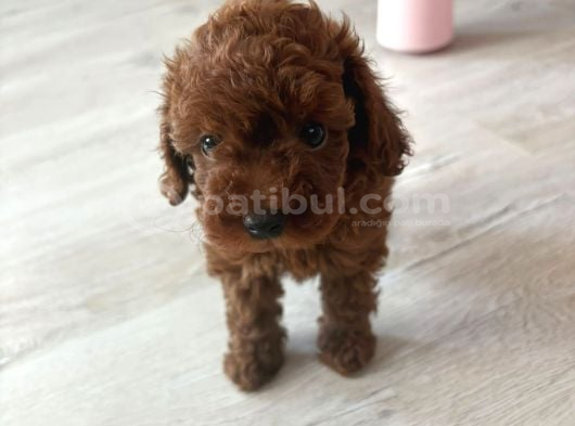 Kore Toy Poodle Yavrusu İzmir