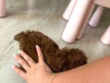 Kore Toy Poodle Yavrusu İzmir