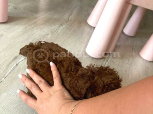 Kore Toy Poodle Yavrusu İzmir görsel
