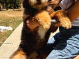 Bernedoodle Yavruları Türkiyede Tek