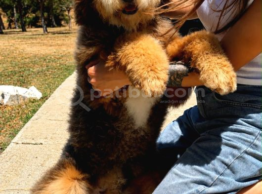 Bernedoodle Yavruları Türkiyede Tek görsel