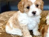 Cavapoo Yavrularımız