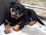 Hayali̇ni̇zdeki̇ Rottweiler Yavrusu Si̇zi̇ Bekli̇yor